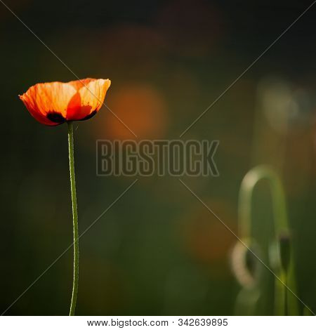 Textured, Close-up Poppy Freshness..a Living Embodiment Of The Fantasy Of Nature.natural And Beautif