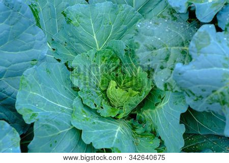 Orgarnic Cabbage Head With Green Leaf Raw Food Ingridient
