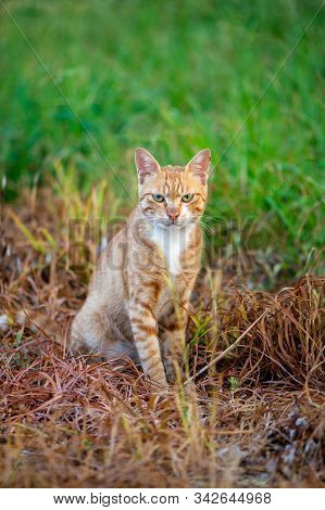 An Abandoned Baby Cat Looking At The Camera.