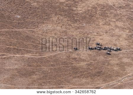 Aerial Of Elephant Herd Walking In Arid, Dry Savanna, Moremi Game Reserve, Okavango Delta, Botswana
