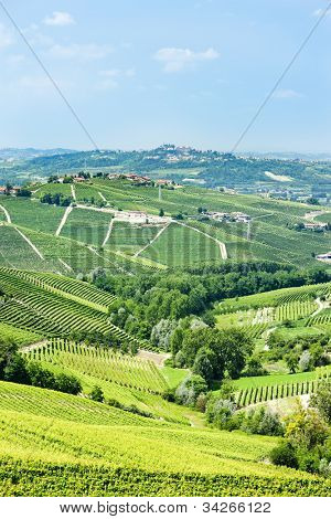 Vineyars i nærheden af Barbaresco, Piemonte, Italien