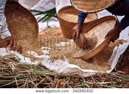 Farmer Threshing Rice. Farmer Manual Harvest Rice, Countryside Of Bali. Rice From The Field In In We