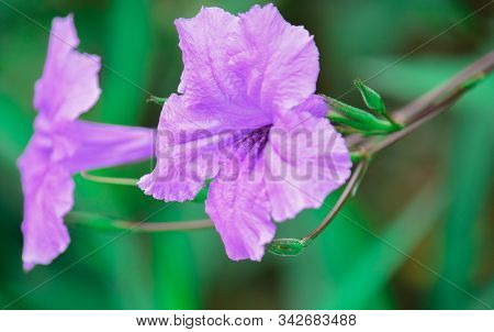 Ruellia Flower (purple Flower Isolated) - Close Up Detail Of Ruellia Flowers, Ruellia Flower Isolati