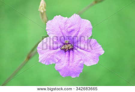 Ruellia Flower (purple Flower Isolated) - Close Up Detail Of Ruellia Flowers, Ruellia Flower Isolati
