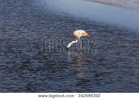 Pink Flamingo At Salar De Chaxa At Late Afternoon