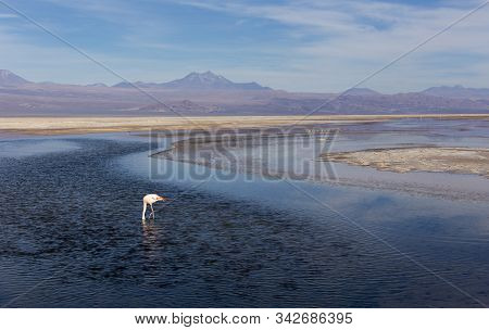 Pink Flamingo At Salar De Chaxa At Late Afternoon