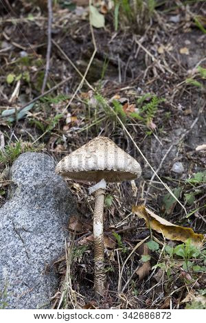 Picture Of Mushroom Taken In Valtellina