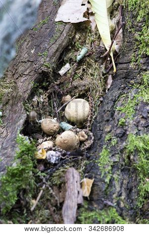 Picture Of Mushroom Taken In Valtellina
