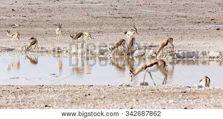 Animals Arriving At Water Hole In Desert Of Namibia