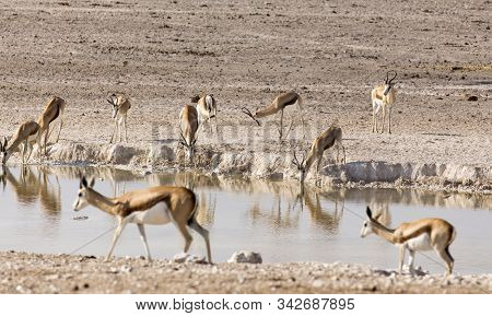 Animals Arriving At Water Hole In Desert Of Namibia