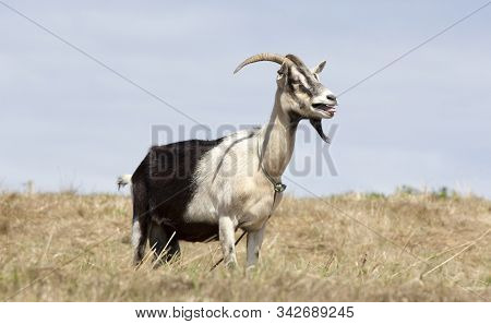 A View Of A Goat In A Garden In Europe