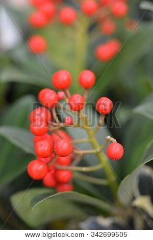Skimmia Pabella Red Berries - Latin Name - Skimmia Japonica Pabella