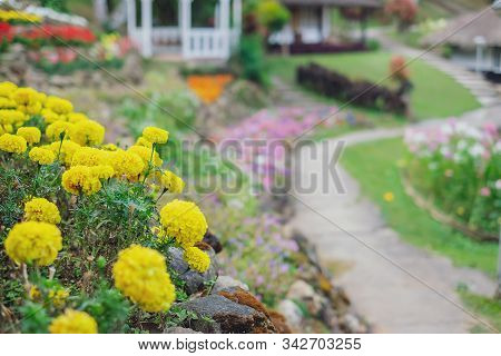 Close Up Marigold Flowers Blooming In The Garden