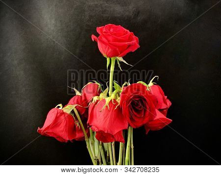 Bouquet Of Withered Red Roses On A Black Background. Roses With Wilted Buds. Concept: Love Wilted.
