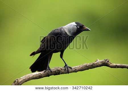 The Western Jackdaw (corvus Monedula) Sitting On A Branch With Green Background. Typical Smart Raven