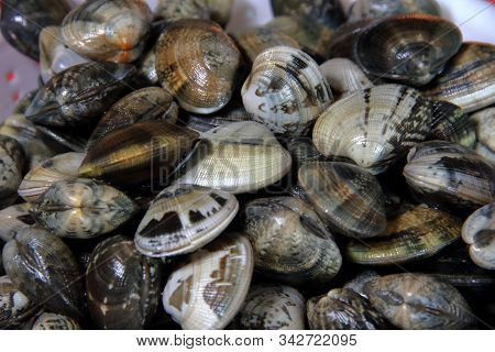 Clams Caught In The Bag Of Goro Province Of Ferrara Italy. Adriatic Sea.