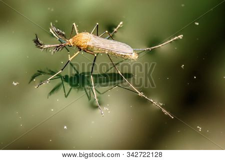 This Are Mosquitoes From Oviposition To Death