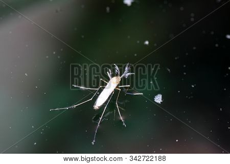 This Are Mosquitoes From Oviposition To Death