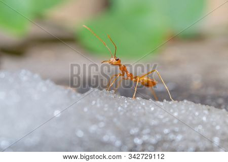 Red Ant On Sugar,ant Eating Sugar,nature Concept