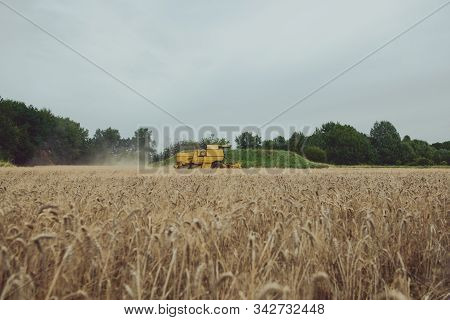 Combine Harvesting Wheat. Sumemr Time. Agriculture Background With Copy Space.