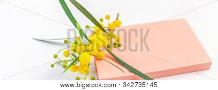 Acacia Pycnantha Or Mimosa Twig With Yellow Fluffy Flowers On Pink Notebook Isolated On White Backgr
