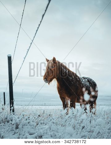 Icelandic Horses Are Very Unique Creatures For The Iceland. These Horses Are More Likely Ponies But 