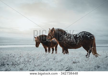 Icelandic Horses Are Very Unique Creatures For The Iceland. These Horses Are More Likely Ponies But 