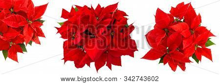 Christmas Decoration Flower Red Poinsettia Isolated On White Background