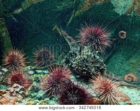 Giant Pacific Octopus
