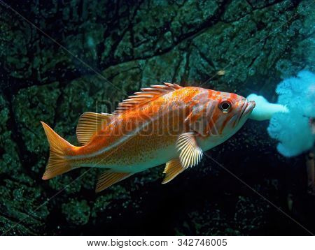 Common Goldfish