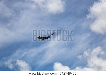 Big Black Turkey Vulture Flying With A Cloudy Blue Sky Background During A Sunny Summer Day. Taken I