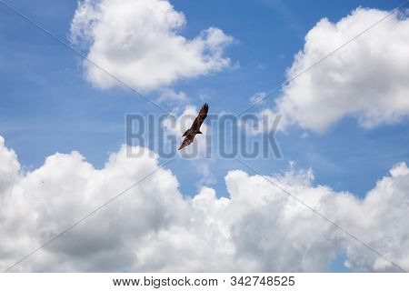 Big Black Turkey Vulture Flying With A Cloudy Blue Sky Background During A Sunny Summer Day. Taken I