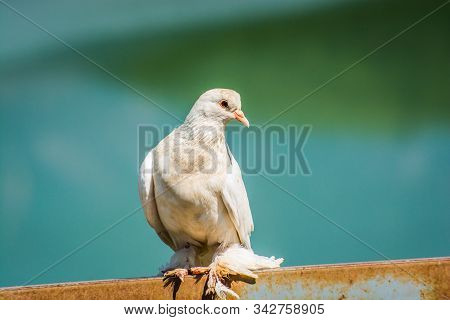 Special Kind Of Pigeon With Long Feathers By The Legs