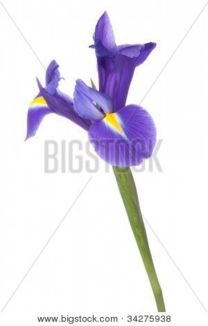 Blå iris eller blueflag blomst isoleret på hvid baggrund