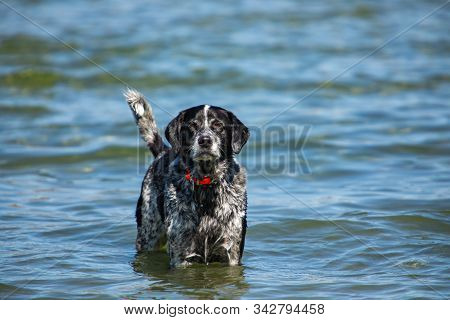 Funny Looking Black And White Dog With A Red Collar Standing In The Water Of A Canadian Lake And Loo
