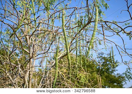 Moringa Leaves, Moringa Flower On Tree And Blue Sky