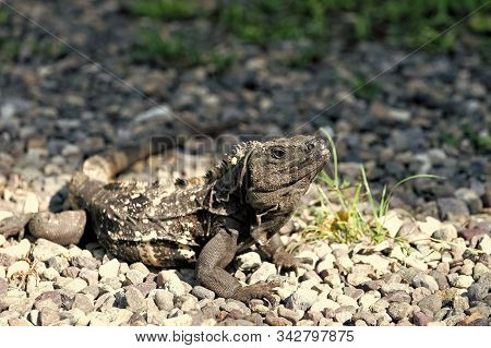 Tropical Reptile. Lizard Iguana In Wildlife. Big Lizard At Roatan Honduras. Wild Life Concept. Anima
