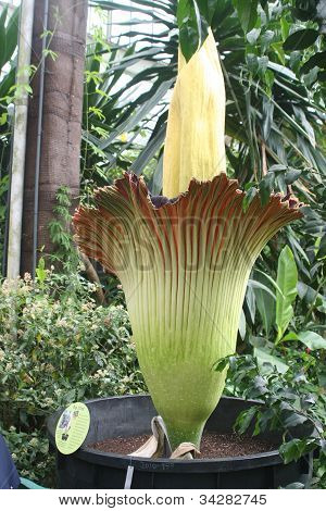 Titan arum i flor