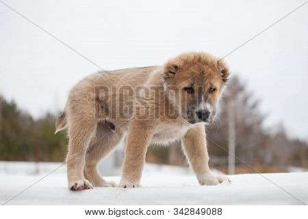 Beige Puppy Of Breed Alabay On A Background Of Winter Nature. Central Asian Shepherd Dog. Pet Favori