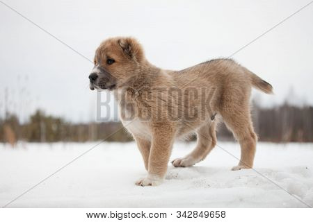 Beige Puppy Of Breed Alabay On A Background Of Winter Nature. Central Asian Shepherd Dog. Pet Favori