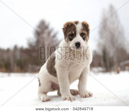 Spotted Puppy Of Breed Alabay On A Background Of Winter Nature. Central Asian Shepherd Dog. Pet Favo