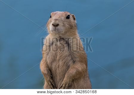 Prairie Dog (cynomys) Standing Against Muted Blue Background