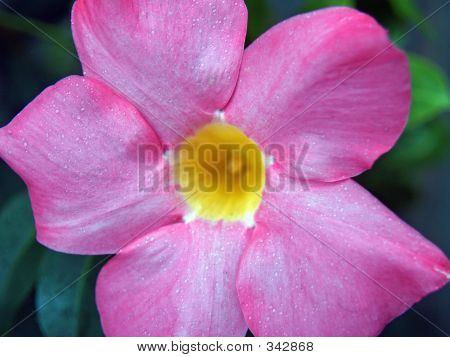 Diplaodenia