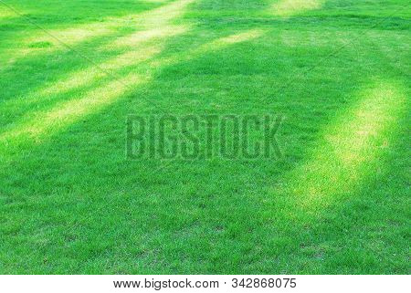 Green And Tree. A Fragment Of Urban Space.