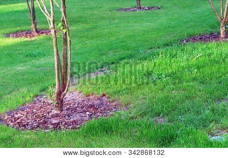 Green And Tree. A Fragment Of Urban Space.