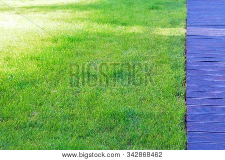 Green And Tree. A Fragment Of Urban Space.