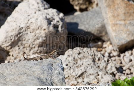 Northern Curly-tailed Lizard ( Leiocephaalus Carinatus In Latin) Sitting On The Rock On A Bright Day