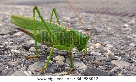 Giant Green Grasshopper Sitting On A Gravel Walk