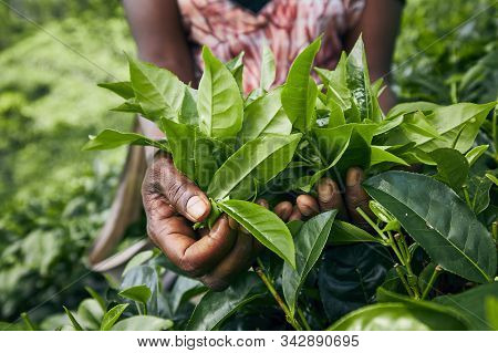 Worker On Tea Planation. Woman Showing Tea Leaves In Palm, Sri Lanka
