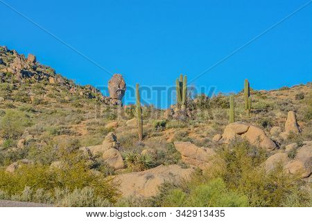 Saguaro Cactus (carnegiea Gigantea) At The Tonto National Forest In The Sonoran Desert. Maricopa Cou